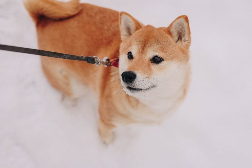 Akita06