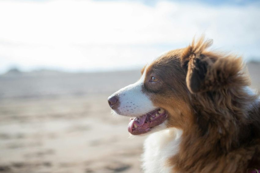AustralianShepherd06