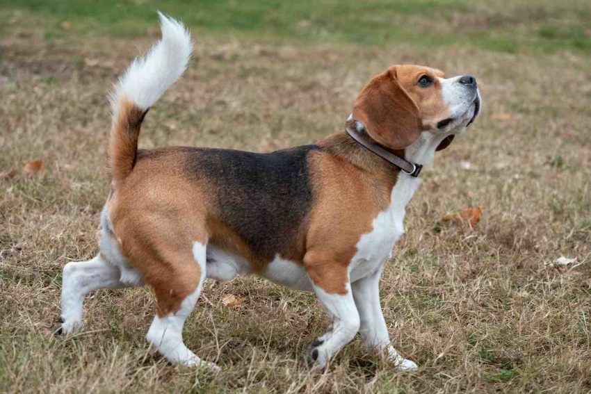 Beagle03