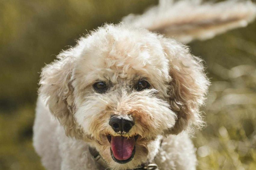 BichonFrise06