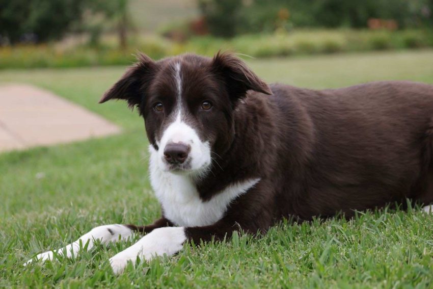 BorderCollie06