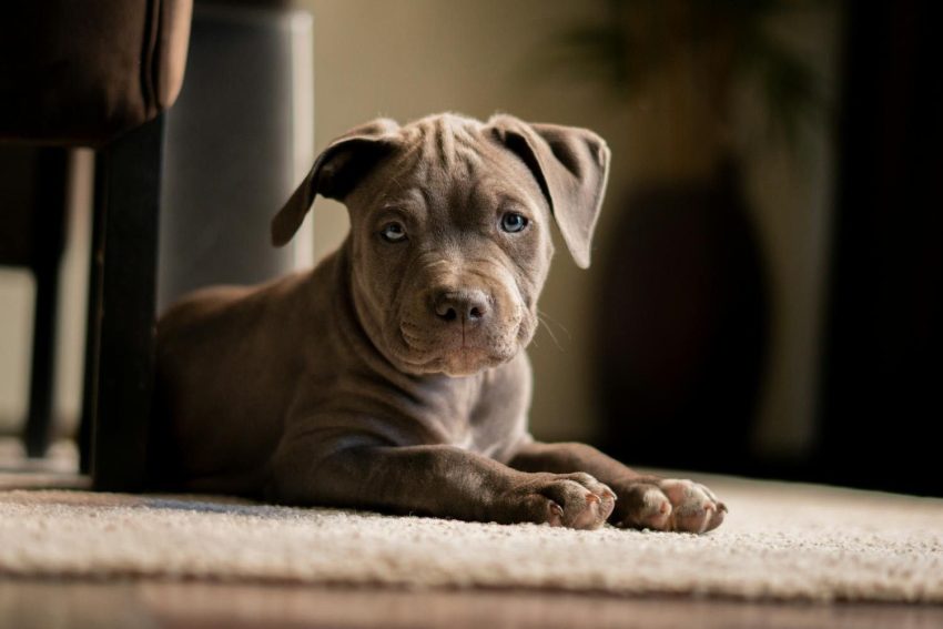 CaneCorso06