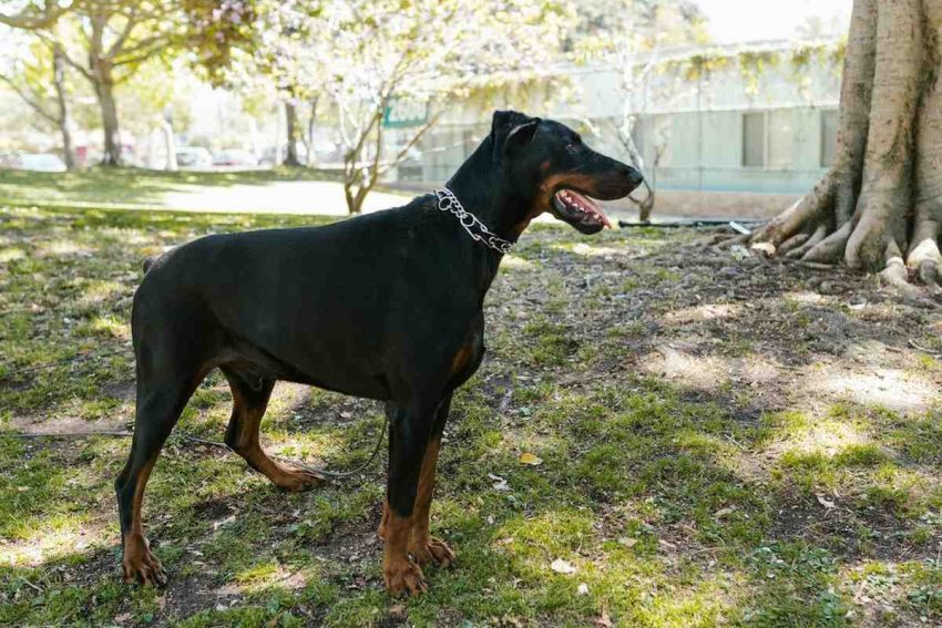 Doberman06