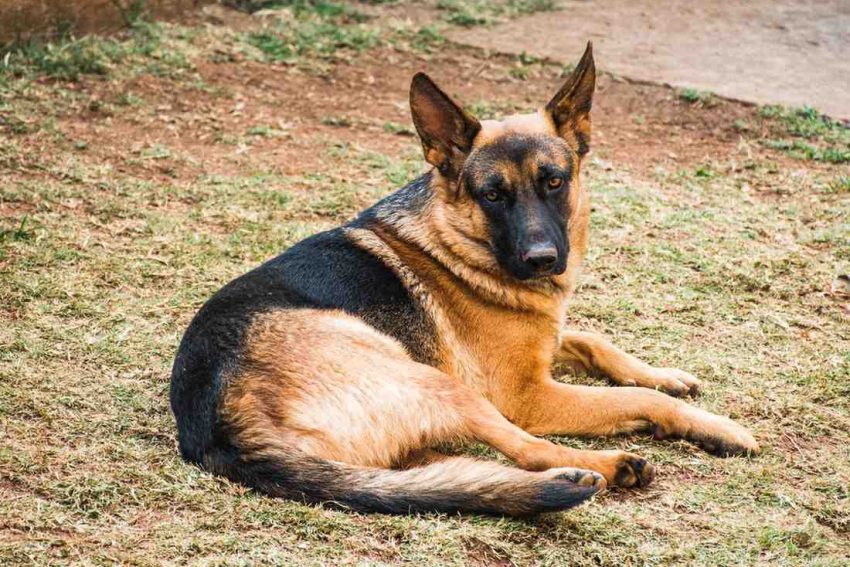 GermanShepherd06