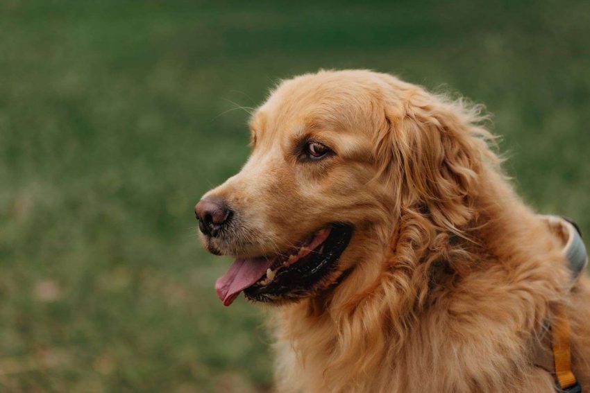 GoldenRetriever06
