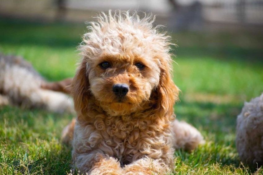 Goldendoodle06