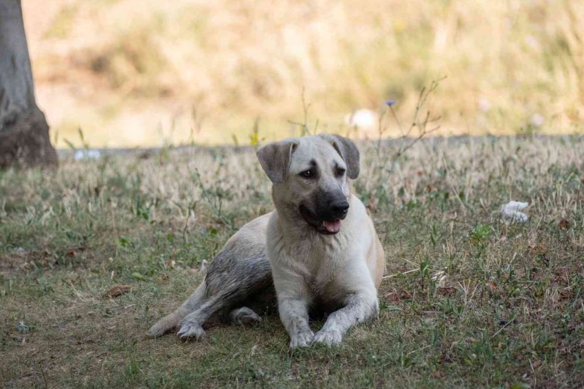 Kangal06