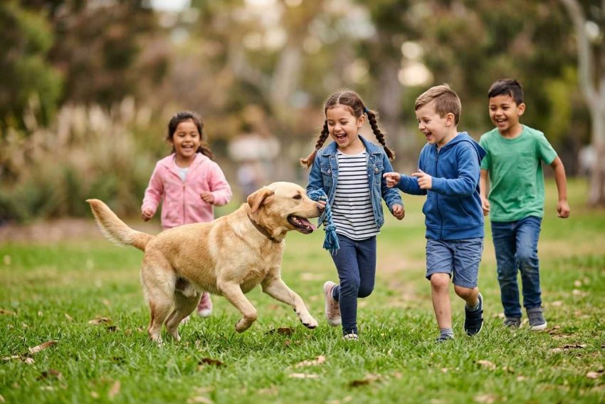Max_a_create_Labrador_Ret Max_a_create_Labrador_Ret