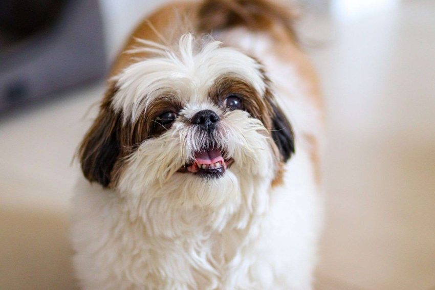 ShihTzu06