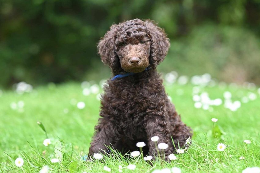 StandardPoodle04